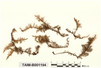 藏品(外山羽苔)的圖片